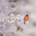 Un uccello non ha paura che un ramo si rompa…