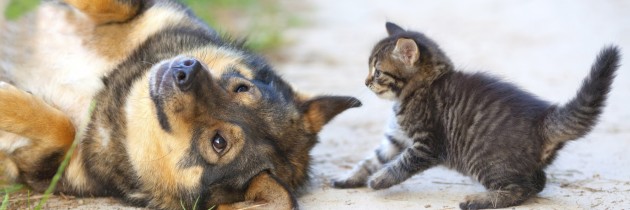 L’amore guarda con l’anima